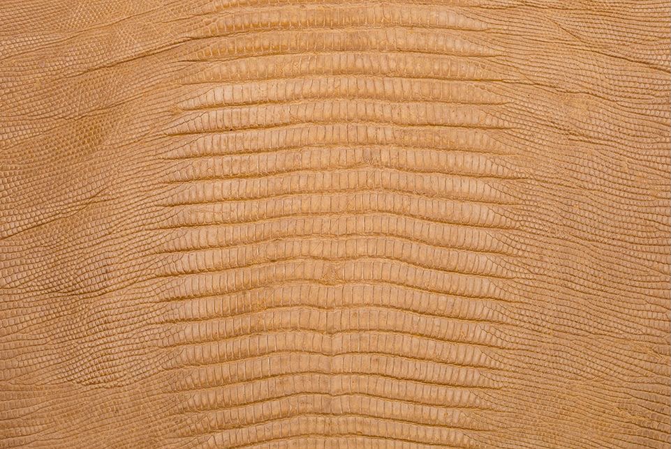 Tan lizard skin close-up